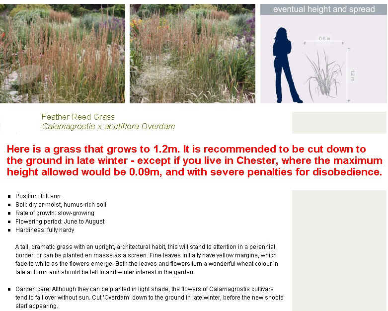 grass from crocus site.jpg (203826 bytes)