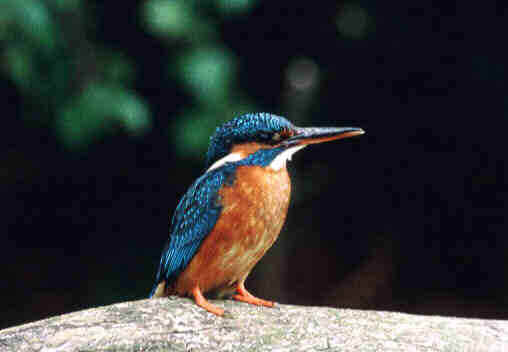 kingfisher.jpg (29599 bytes)